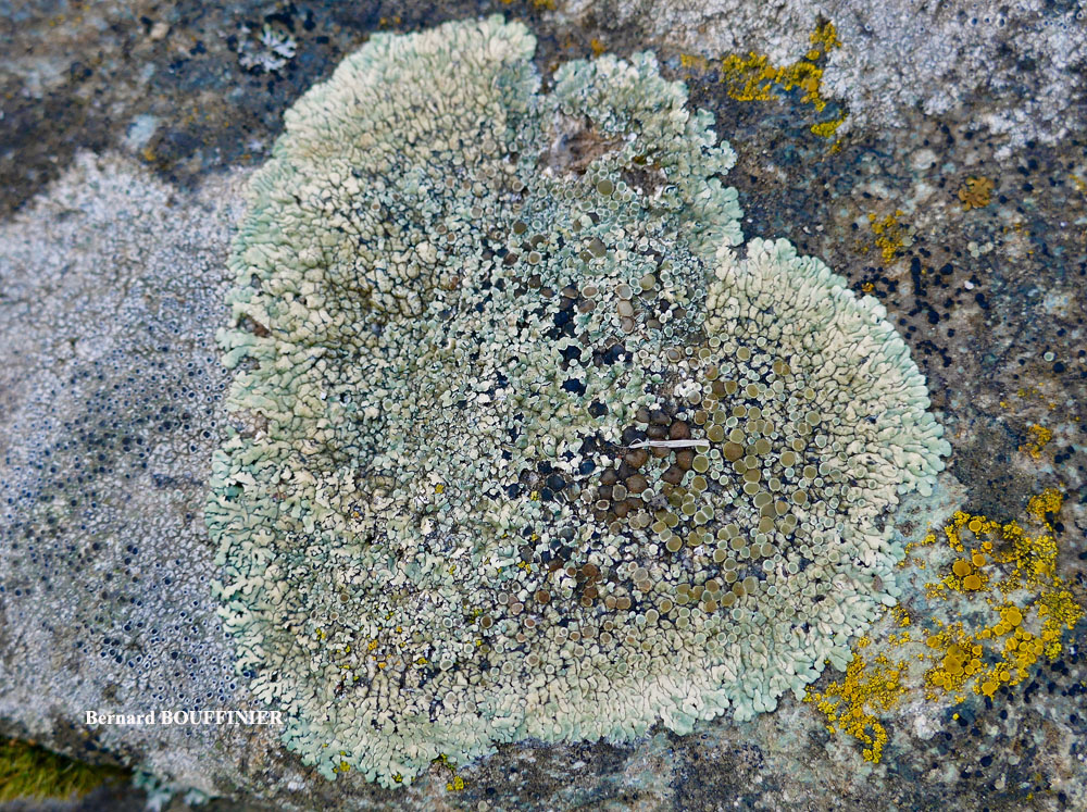 Protoparmeliopsis muralis (Pers.) M. Choisy var. versicolor